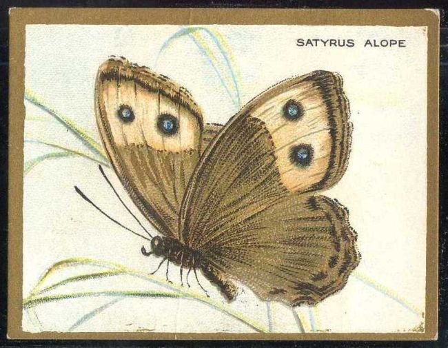 Satyrus Alope